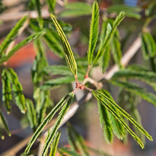 CALLIANDRA